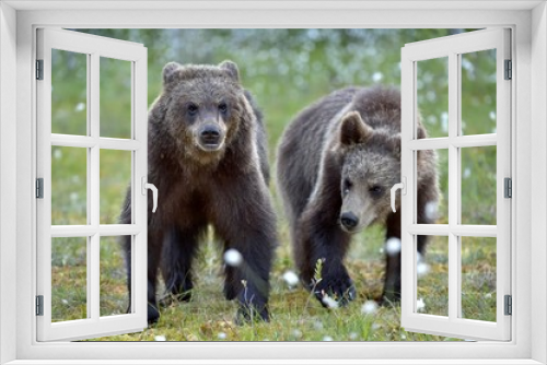 Fototapeta Naklejka Na Ścianę Okno 3D - Cubs of Brown bear (Ursus Arctos) in the summer forest. Natural green Background