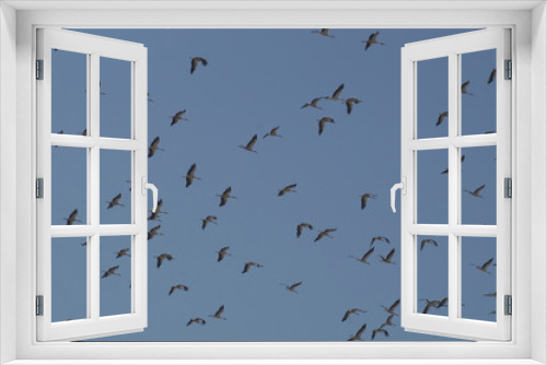 Fototapeta Naklejka Na Ścianę Okno 3D - Flock of Storks migrating