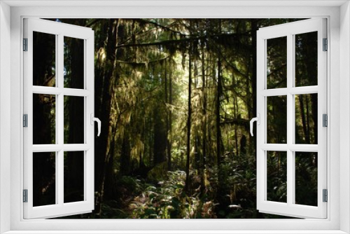 Fototapeta Naklejka Na Ścianę Okno 3D - Walk in mystery forest