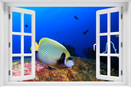 Fototapeta Naklejka Na Ścianę Okno 3D - Tropical reef fish: Emperor Angelfish