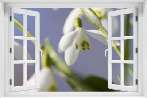 Fototapeta Naklejka Na Ścianę Okno 3D - snowdrops in teh spring
