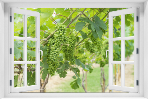 Fototapeta Naklejka Na Ścianę Okno 3D - young green grape on the tree in farm - can use to display or montage on product