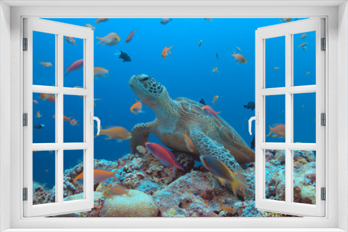Fototapeta Naklejka Na Ścianę Okno 3D - Green Sea turtle on a colorful coral reef with plenty fish.