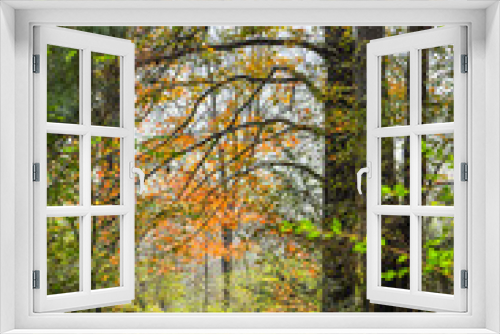 Fototapeta Naklejka Na Ścianę Okno 3D - The forest scenery and background in autumn