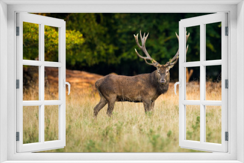 Fototapeta Naklejka Na Ścianę Okno 3D - Red Deer standing in Colorful Woodland