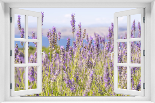 Fototapeta Naklejka Na Ścianę Okno 3D - Close up image of lavender which is traditionally grown on terraces on Hvar Island in Croatia, with the blue Adriatic Sea in the background, with soft afternoon light and a shallow depth of field.