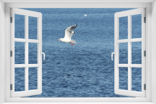 Fototapeta Naklejka Na Ścianę Okno 3D - sea-gull and water