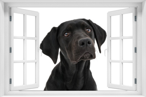 Fototapeta Naklejka Na Ścianę Okno 3D - Isolated image of a black female labrador retriever