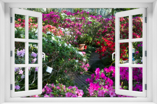 Fototapeta Naklejka Na Ścianę Okno 3D - Beautiful garden of blooming azaleas in the greenhouse.