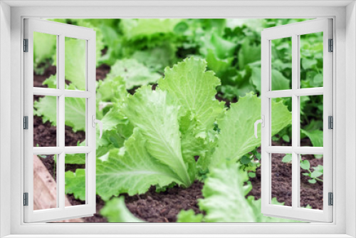 Fototapeta Naklejka Na Ścianę Okno 3D - Leaf of lettuce in garden