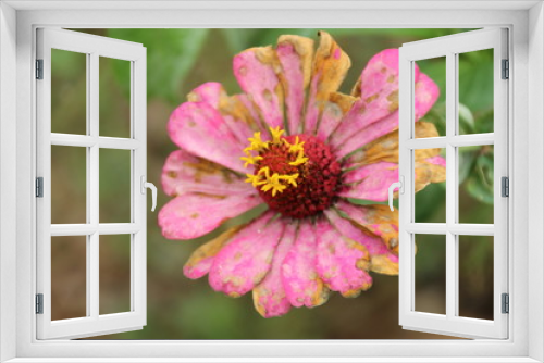 Fototapeta Naklejka Na Ścianę Okno 3D - old pink blossom flower isolated