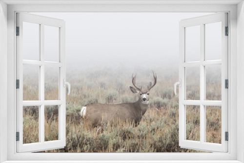 Fototapeta Naklejka Na Ścianę Okno 3D - Mule Deer