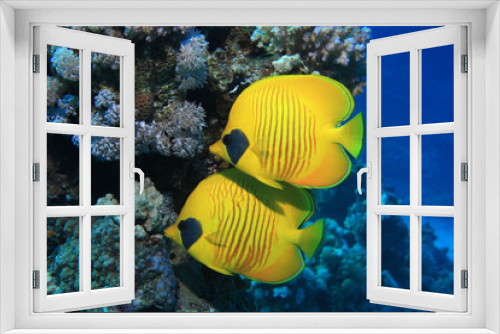 Fototapeta Naklejka Na Ścianę Okno 3D - Masked butterflyfish