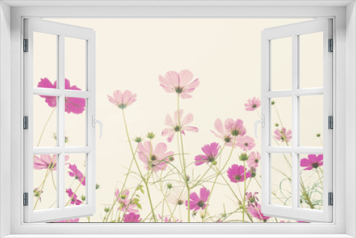 Fototapeta Naklejka Na Ścianę Okno 3D - Soft focus colorful cosmos flower ,vintage pastel background