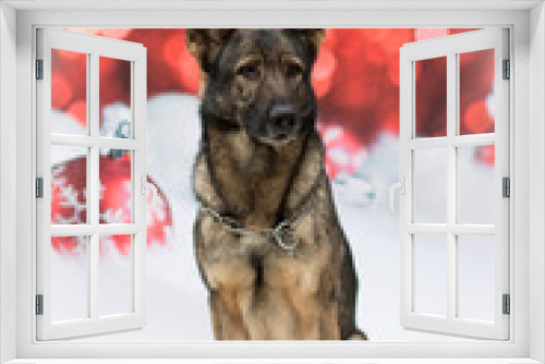 Fototapeta Naklejka Na Ścianę Okno 3D - Weihnachtlicher Hund