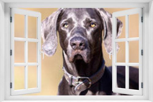 Fototapeta Naklejka Na Ścianę Okno 3D - Weimaraner purebred dog outside portrait