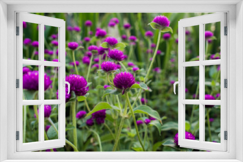 Fototapeta Naklejka Na Ścianę Okno 3D - A lot of Amaranth purple flower in a Garden