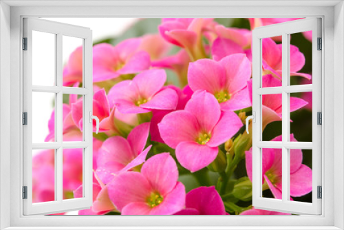 Fototapeta Naklejka Na Ścianę Okno 3D - Kalanchoe blossfeldiana