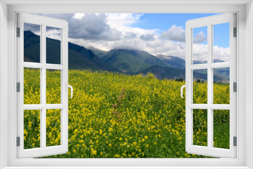 Fototapeta Naklejka Na Ścianę Okno 3D - Yellow alfalfa