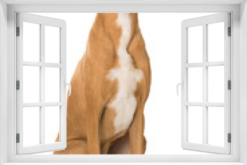 Fototapeta Naklejka Na Ścianę Okno 3D - Großer Mischlingshund