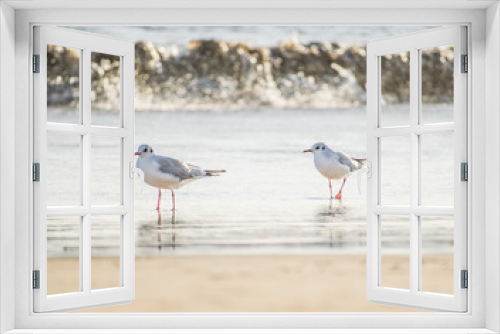 Fototapeta Naklejka Na Ścianę Okno 3D - Two seagulls standing on the sand beach, Mediterranean sea