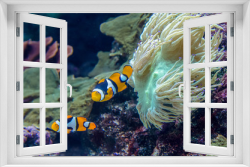 Fototapeta Naklejka Na Ścianę Okno 3D - A pair of Amphiprion Percula Clownfish in the aquarium.