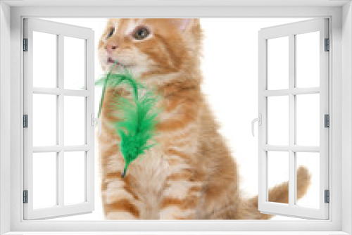 Fototapeta Naklejka Na Ścianę Okno 3D - maine coon kitten