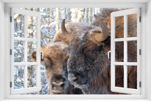 Fototapeta Naklejka Na Ścianę Okno 3D - Two Wisents in winter birch forest