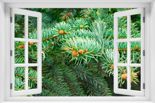 Fototapeta Naklejka Na Ścianę Okno 3D - Green fir branches