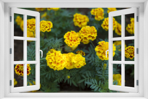 Fototapeta Naklejka Na Ścianę Okno 3D - Marigolds flower