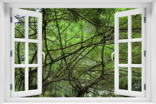 Fototapeta Naklejka Na Ścianę Okno 3D - Vietnamese jungle canopy with moss and vines