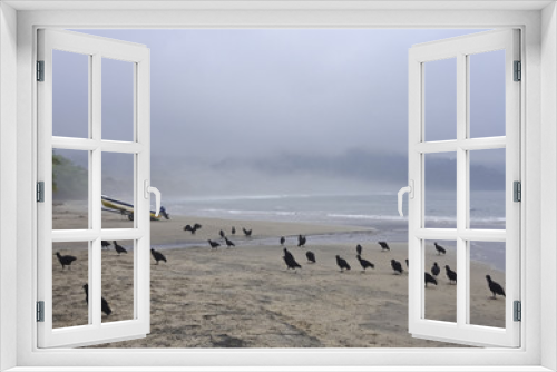 Fototapeta Naklejka Na Ścianę Okno 3D - Brazil, State of Sao Paulo, Ilhabela Island, Black vultures(Coragyps atratus) on the Castelhanos Beach..