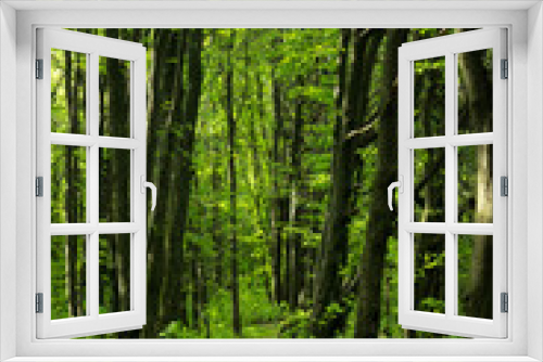 Fototapeta Naklejka Na Ścianę Okno 3D - Road in a green forest.