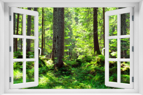 Fototapeta Naklejka Na Ścianę Okno 3D -  green forest