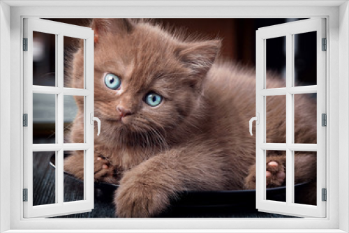 Fototapeta Naklejka Na Ścianę Okno 3D - Brown kitten on black plate