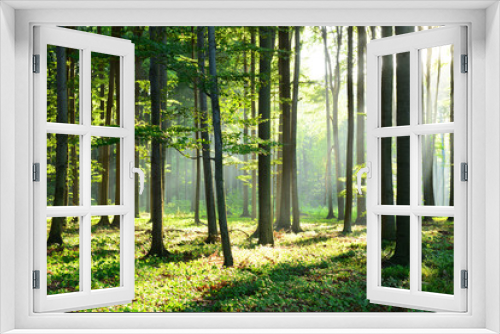 Fototapeta Naklejka Na Ścianę Okno 3D - Morning in the forest