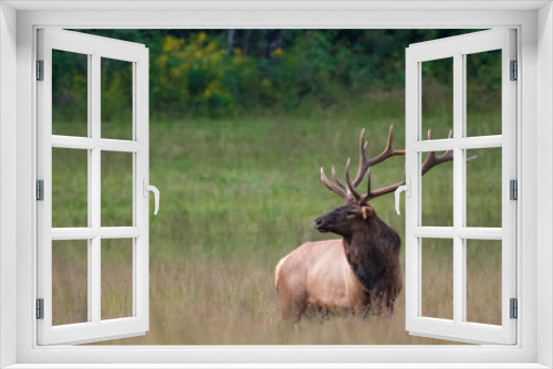 Fototapeta Naklejka Na Ścianę Okno 3D - Bull Elk at Attention