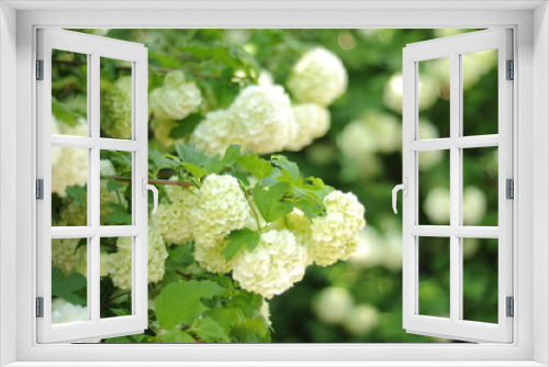 Fototapeta Naklejka Na Ścianę Okno 3D - White spring flowers