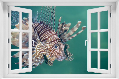 Fototapeta Naklejka Na Ścianę Okno 3D - fish lionfish