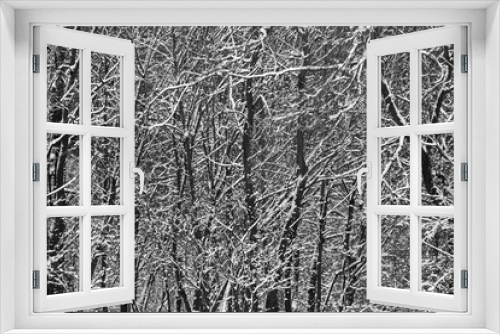 Fototapeta Naklejka Na Ścianę Okno 3D - black trees covered by white snow in winter, abstract background.