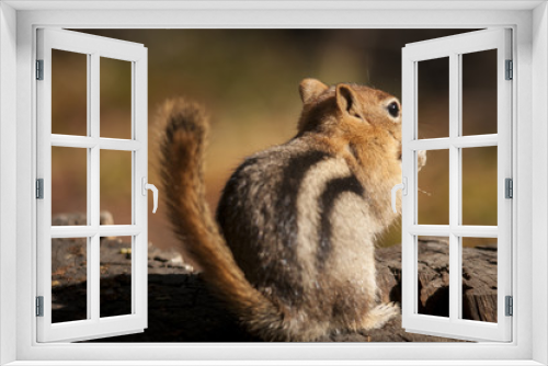 Fototapeta Naklejka Na Ścianę Okno 3D - Golden Mantled Ground Squirrel