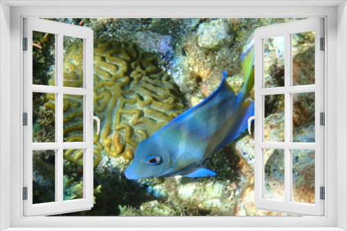 Fototapeta Naklejka Na Ścianę Okno 3D - tropical fishes