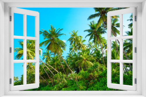 Fototapeta Naklejka Na Ścianę Okno 3D - Tropical palm tress on a sunny summer day