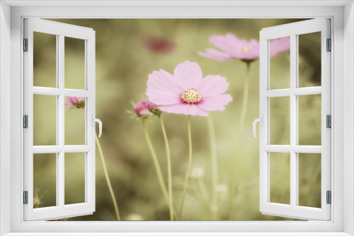 Fototapeta Naklejka Na Ścianę Okno 3D - Vintage Cosmos flowers.