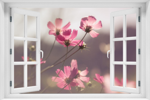 Fototapeta Naklejka Na Ścianę Okno 3D - Pastel cosmos flower in sunshine