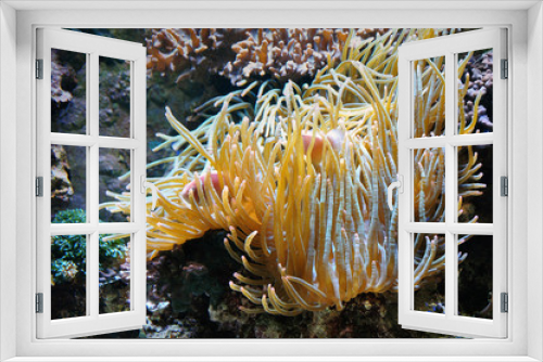 Fototapeta Naklejka Na Ścianę Okno 3D - Yellow coral reefs with floating pink fish in an artificial environment. Close up.