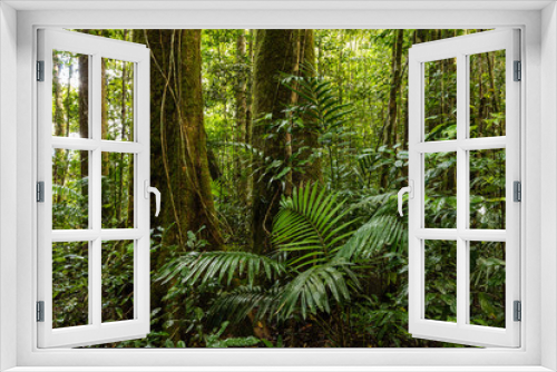 Fototapeta Naklejka Na Ścianę Okno 3D - Rainforest