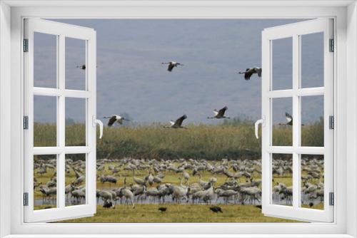 Fototapeta Naklejka Na Ścianę Okno 3D - Flying Gray Cranes