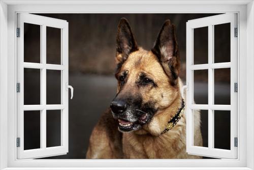 Fototapeta Naklejka Na Ścianę Okno 3D - Liebeserklärung an den Schäferhund