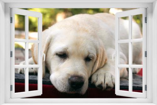 Fototapeta Naklejka Na Ścianę Okno 3D - a little cute labrador puppy on a red background